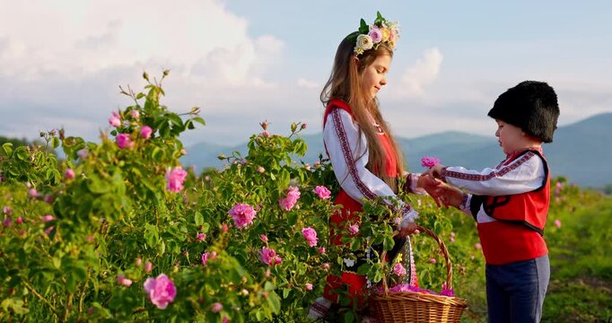 Bulgarian boy and girl in ethnic folklore costumes picking roses at sunrise on rose damascena field in valley Kazanlak, Bulgaria video