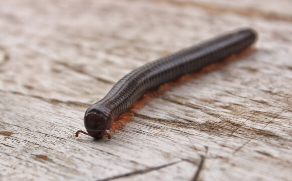 millipede insect is crawling on wood. The millipede is has dark brown color, its body is like a large worm and it has many legs.
