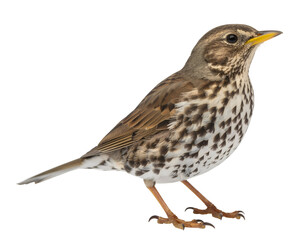 Fototapeta premium brown alpine accentor bird with yellow beak and ornamental plumage isolated on transparent png
