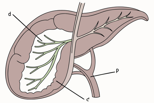 Simplified schematic illustration of human liver showing internal vascular and biliary structures with anatomical labels d and c and portal vein p for medical learning in biology class setting.