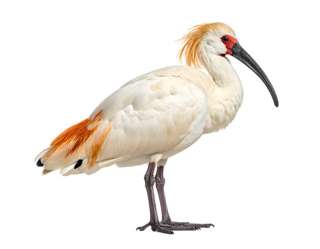 crested ibis (Nipponia nippon) isolated on transparent png