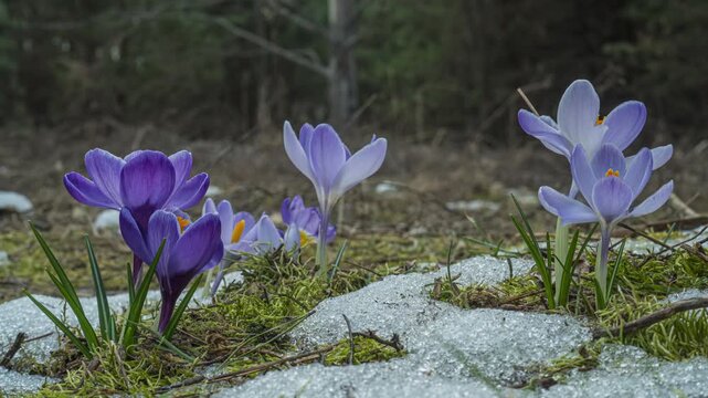 Spring snow melting macro time lapse revealing purple crocus flowers blooming, seasonal transition and natural growth process