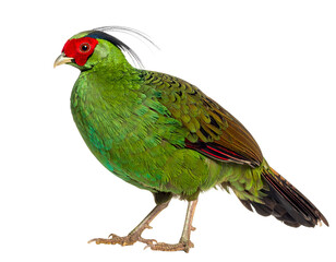 Fototapeta premium Green Pheasant, japanese bird isolated on transparent png