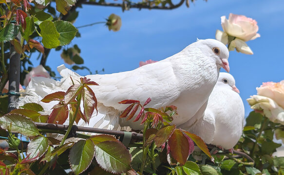 Two white doves sit on a branch amidst green foliage and a pink rose, with a clear blue sky visible in the background