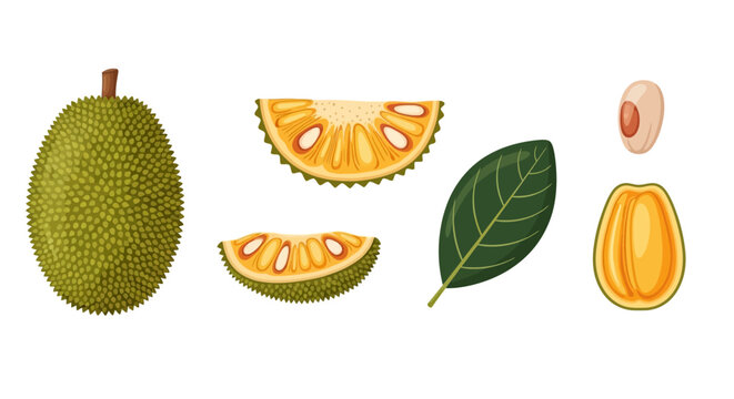 Vector graphic illustration of jackfruit sections and elements