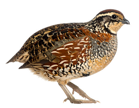 Japanese quail (Coturnix japonica) isolated on transparent png