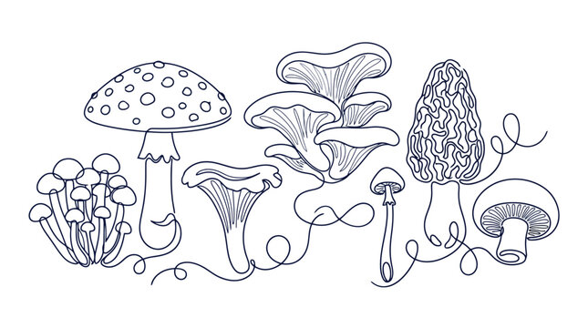 Assorted mushrooms and fungi illustration collection.