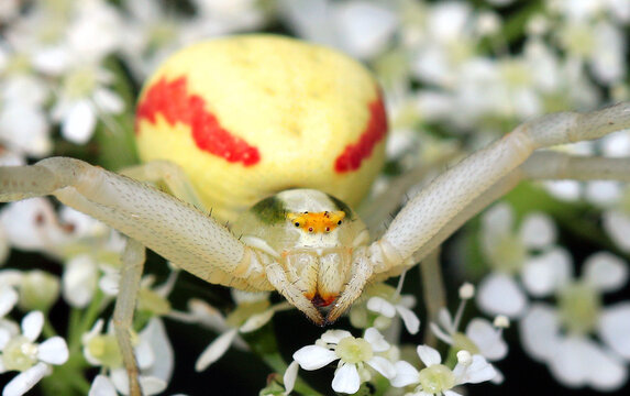 Ver&auml;nderliche Krabbenspinne, Weibchen, Portr&auml;t. Die Art ist in Mitteleuropa weit verbreitet. Die Ver&auml;nderliche Krabbenspinne wurde zur Spinne des Jahres 2006 gew&auml;hlt.