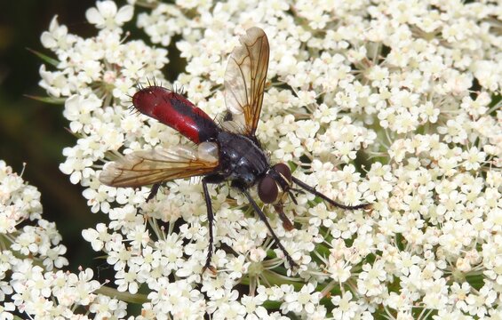 Raupenfliege, Cylindromyia bicolor, M&auml;nnchen. Ein auff&auml;lliges Insekt aus der Familie der Raupenfliegen (Tachinidae). Parasitiert vornehmlich Wanzen. Verbreitet, wird aber eher selten beobachtet.