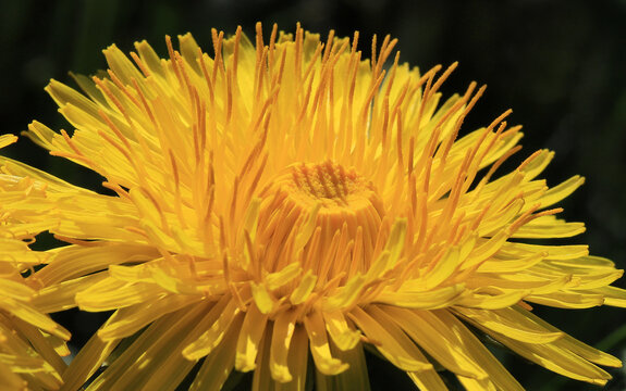 L&ouml;wenzahn, Bl&uuml;te in Nahaufnahme, weit mehr als nur ein Farbtupfer in der Fr&uuml;hlingswiese. Sie sind  essbar, gesund und lassen sich in der K&uuml;che und der Naturheilkunde vielf&auml;ltig nutzen. 