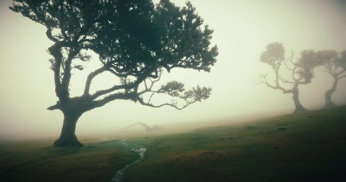 Misty evergreen fanal forest in fog on Madeira island Portugal. Old mystical laurel trees and moody landscape with thick fog on a green field.