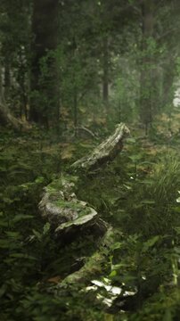 In a dense forest, sunlight shines through the tree branches, illuminating patches of grass and small plants. A fallen log lies on the ground, surrounded by greenery.