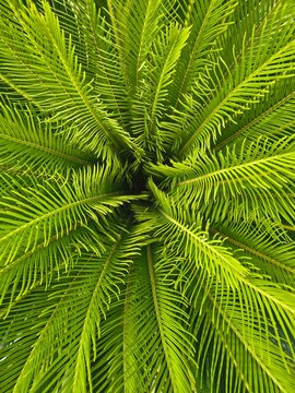 Sago palm fronds radiating fresh green leaves
