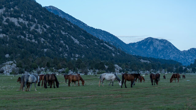 wild horses at Toros mountain Antalya Turkey