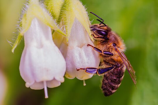 Une abeille r&eacute;colte le nectar.