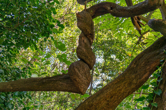 An old tree with thick, twisted roots visible against backdrop of lush greenery. Bright sunlight illuminates the scene from above. Nikitsky Botanical Garden. Yalta, Crimea