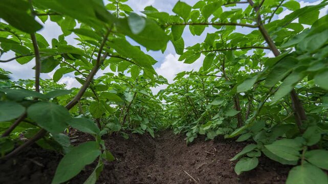 Moving Through Green Plants Hyperlapse, Agriculture Field Perspective Close Up