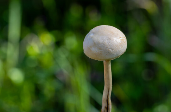 Protostropharia semiglobata mushroom known as the dung roundhead or the hemispheric stropharia