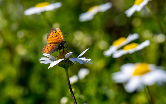Ottoman Fire butterfly (Lycaena ottomana) on the plant