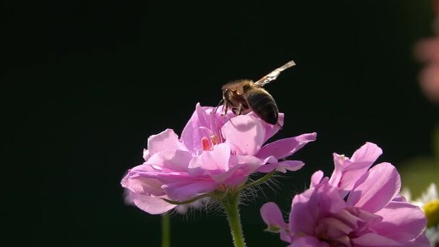 Bee on Pink Flower. Rose flower. Black background