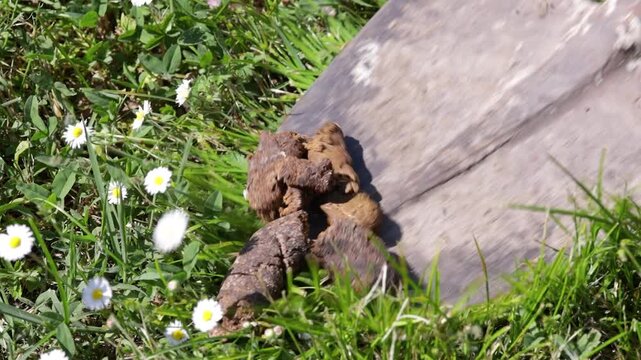 Close-up of a shovel picking up dog poop from the ground outdoors. Concept of public hygiene, pet owner responsibility, urban cleaning, sanitation, and waste management.