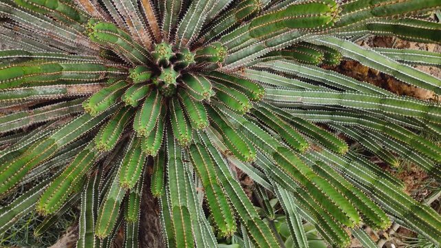 Close up of a  cactus with inception mode on a sunny day turning around in a circle.
