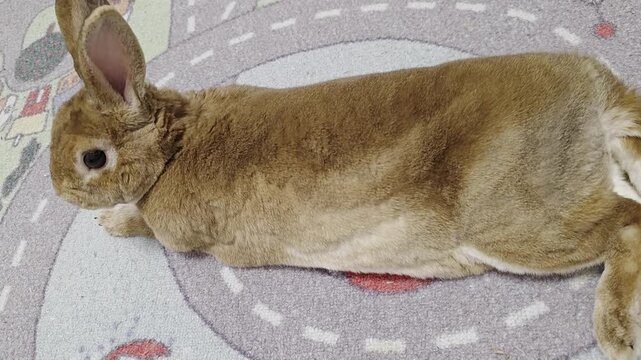 Adorable brown rabbit lying on patterned floor indoors, showcasing soft fur, calm behavior, and domestic pet lifestyle video