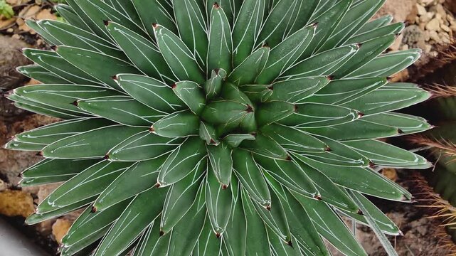 Close up of a  cactus with inception mode on a sunny day turning around in a circle.