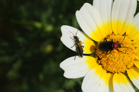 Heliotaurus ruficollis on a daisy flower