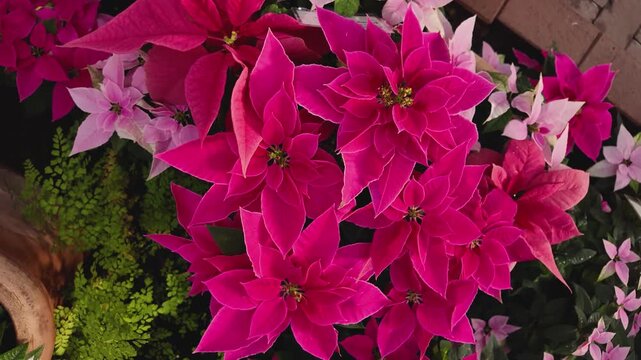 Close up of a red Poinsettia flowers on a sunny November day with an inception mode pan turning around