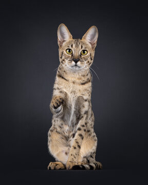 Elegant brown cat, sitting up facing front. One paw up like chinese good luck cat. Looking straight towards camera. Isolated on black background.