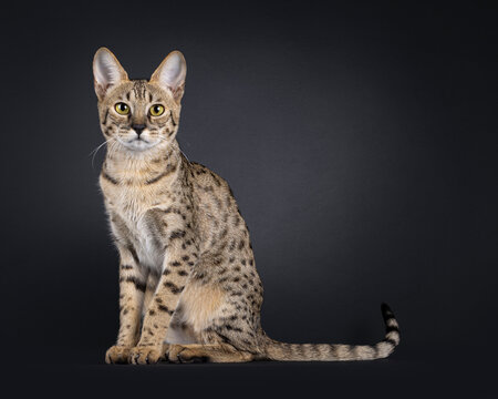 Elegant brown cat, sitting up side ways. Looking straight towards camera. Isolated on black background.