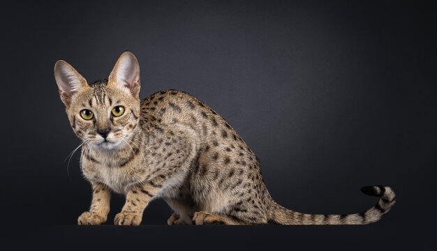 Elegant brown cat, laying down side ways. Looking straight towards camera. Isolated on black background.