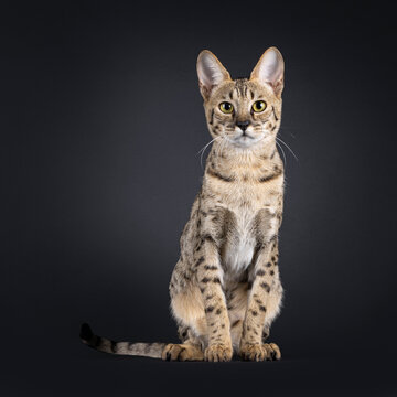 Elegant brown cat, sitting up facing front. Looking straight towards camera. Isolated on black background.