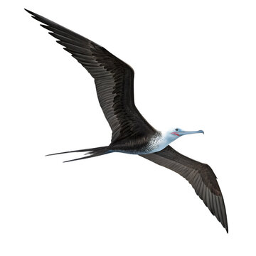 Frigate bird flying with wings spread as clean cutout