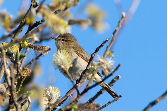 Common Chiffchaff Phylloscopus collybita in a tree at Skagen, Denmark.