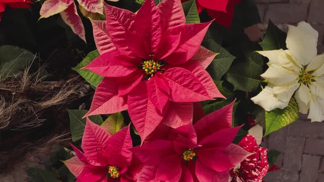 Close up of a red Poinsettia flowers on a sunny November day with an inception mode pan turning around