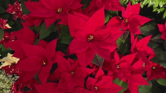 Close up of a red Poinsettia flowers on a sunny November day with an inception mode pan turning around