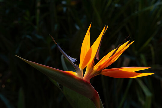 Bird of paradise flower