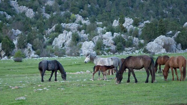 wild horses at Toros mountain Antalya Turkey