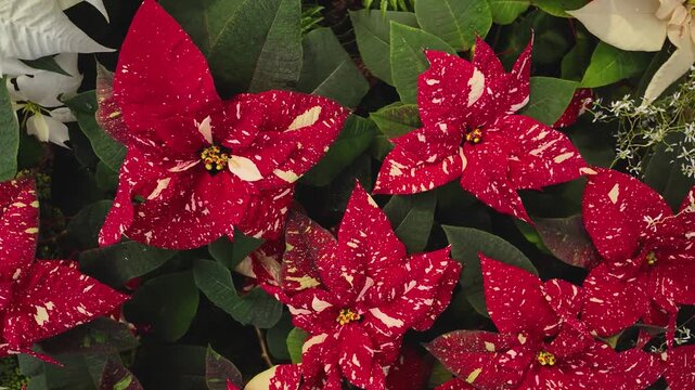 Close up of a red Poinsettia flowers on a sunny November day with an inception mode pan turning around