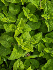 Close up top view of fresh green textured mint leaves growing in a garden © umut hasanoglu