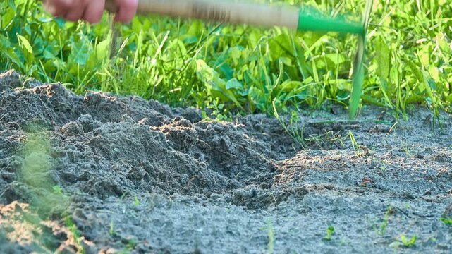 A woman uses a hoe to loosen soil on the garden.