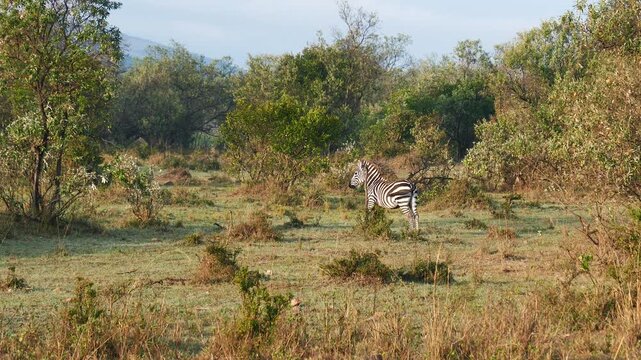 Magnificent wild calf zebra standing alone through clearing in lush green bush of african savanna. Zebra foal scratches its body on a dried snag. Zebra in natural habitat during sunny day in kenya