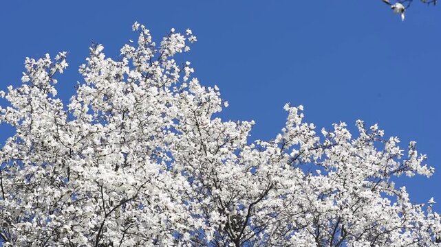 Magnolia flower with white petals blooming in spring garden, the branch sways in the wind, springtime floral natural background with magnoliaceae bloom, beautiful botanical nature landscape.