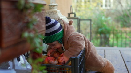 Baby kneeling in bear teddy fleece coat and striped beanie hat reaching into crate of apples, toddler exploring fruit curiously during outdoor winter family day © Marco