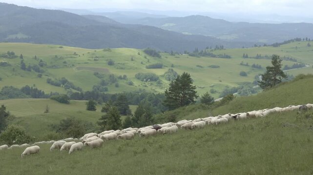 Flock of sheep grazing on mountainside in Pieniny National Park