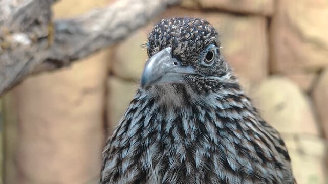 Close up of a roadrunner bird head sitting on a tree branch beside a rock wall looking around on a cloudy summer day
