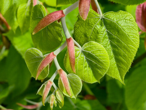 Close up of young spring leaves of a linden tree