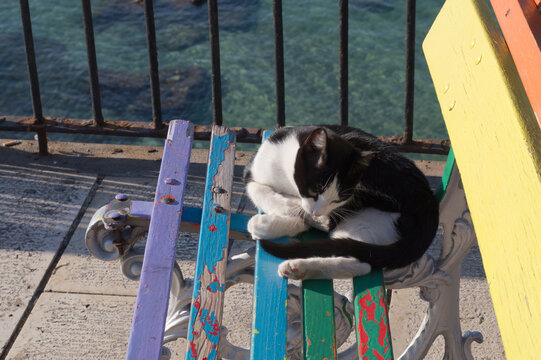 gatto domestico